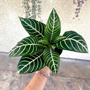 4" Zebra House Plant - Fully Rooted - Aphelandra Squarrosa - Live House Plant