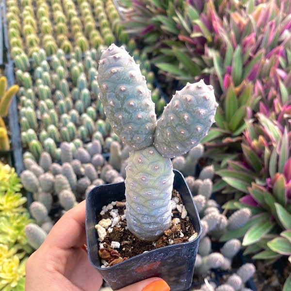 2.5" Pinecone Cactus - Tephrocactus Articulatus