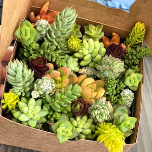 May include: A cardboard box filled with a variety of succulent plants. The succulents are in different shades of green, red, and yellow.