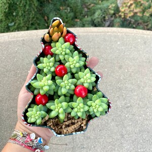 10 Pack Sedum Donkey Tail Cuttings in Cute Christmas Tree Tin Box - Succulent Christmas Gift - Donkey Tail Cuttings