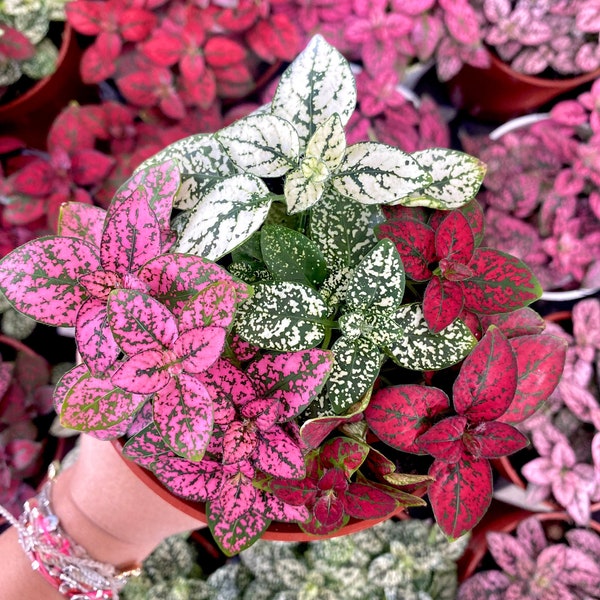 4" Polka Dot Plant Mix - Live House Plant - Polka Dot Plant Red Pink White