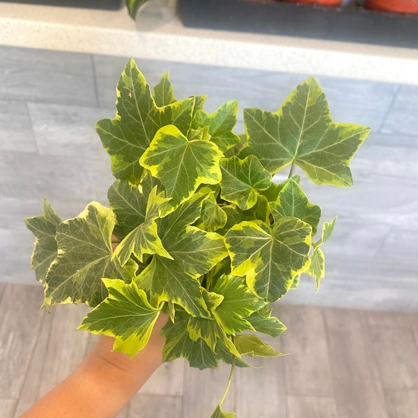 4" Gold Child English Ivy - House Plant