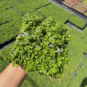 Isotoma Blue Star Creeper Live Plant Quad image 1