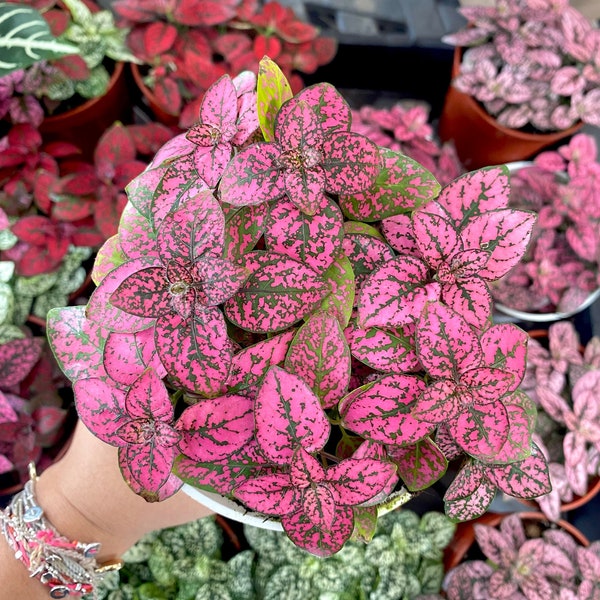 4" Hot Pink Polka Dot Plant - House Plant - Live House Plant