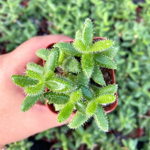 Pickle Plant (Delosperma Echinatum) - Fully Rooted 2&quot; Pot