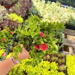 4" Aptenia Red Apple - Variegated Ice plant - Baby Sunrose - Drought Tolerant