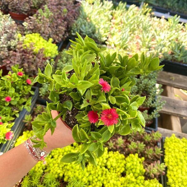 4" Aptenia Red Apple - Variegated Ice plant - Baby Sunrose - Drought Tolerant