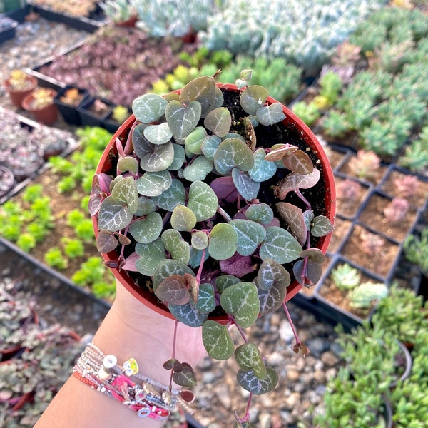 4" String of Hearts Plant - Ceropegia Woodii