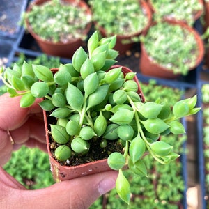 2" String of Tears Succulent - Curio Rowleyanus