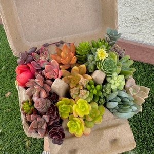 Rainbow Mini Succulent Cuttings in Egg Carton