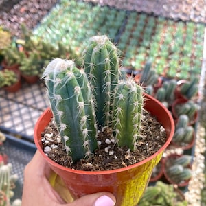 4" Pilosocereus Pachycladus - Live Cactus