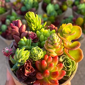 Mezcla de 10 mini esquejes de sedum: paquete variado de suculentas sin raíz