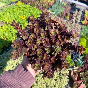 4” Sedum Spurium Red Carpet Pot – Low Maintenance Groundcover, Hardy Succulent, Vibrant Red Foliage, Perfect for Outdoor Gardens/Containers