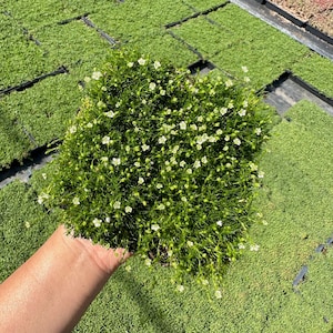 Irish Moss - Live Plant Quad