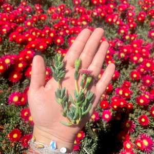 10 Red Ice plant Cuttings