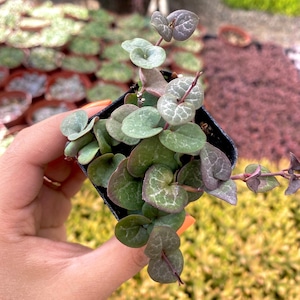 2&quot; String of Hearts - Ceropegia Woodii