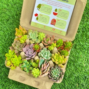 Jumbo Succulent Cuttings in Egg Carton - Easter Succulents