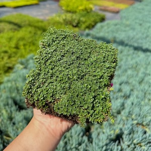 Elfin Thyme - Live Plant Quad