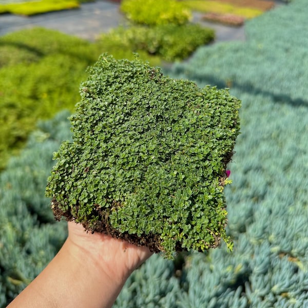 Elfin Thyme - Live Plant Quad