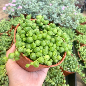 String of Pearls Succulent - Curio Rowleyanus