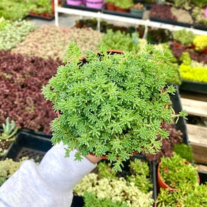 4" Green Sedum - Stonecrop - Groundcover