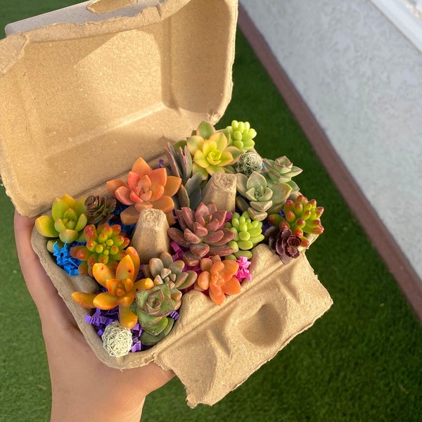 18 Mini Succulent Cuttings in Egg Carton | Assorted Unrooted Succulent Cuttings | Fairy Garden | DIY Craft | Party Favor | Propagation Kit