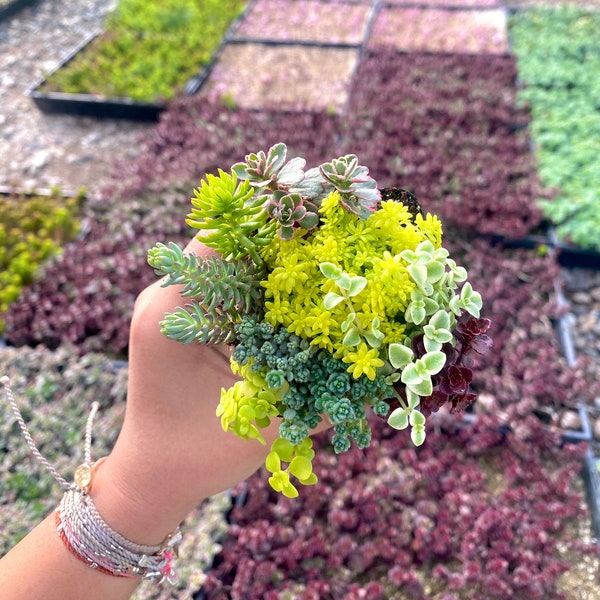 2" Sedum Mix Mini Pot - Sedum Angelina - Tricolor - Little Missy - Ogon - Gold Moss - Stonecrop