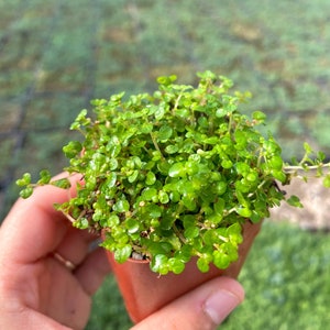 2" Baby Tears - Soleirolia Soleirolii - Live Plant - Fully Rooted