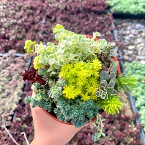 May include: A small terracotta pot filled with a variety of succulent plants. The plants are a mix of green, yellow, and blue-green hues.