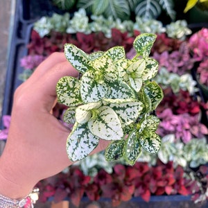 2" Green Polka Dot Plant - Hypoestes phyllostachya - House Plant - Live House Plant