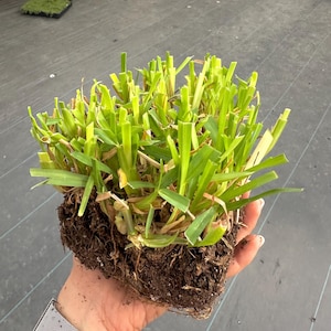 May include: A close-up of a clump of green grass with roots and soil. The grass is held in a person's hand.