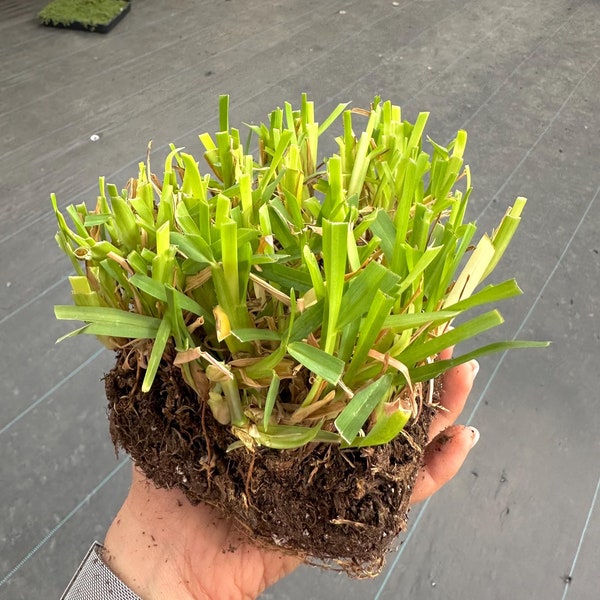 St Augustine Grass Seed - Etsy