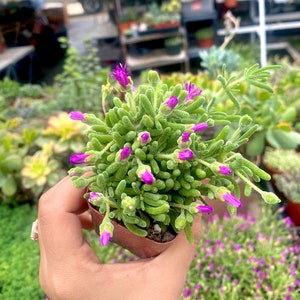 2” Rosea Purple Iceplant - Drosanthemum Floribundum