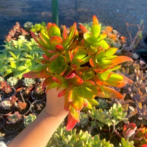 4" Crassula Campfire