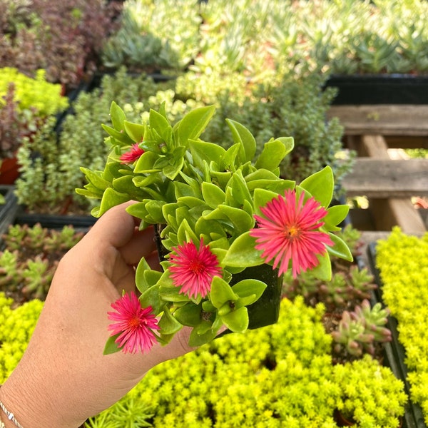 2" Aptenia Red Apple - Variegated Ice plant - Baby Sunrose - Drought Tolerant