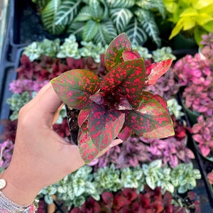 Red Polka Dot Plant: Hypoestes phyllostachya, Live House Plant (2" Pot)