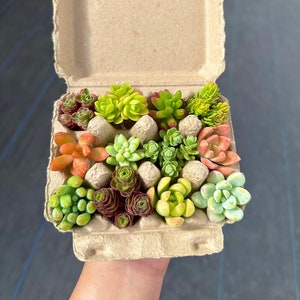 Pixie Unrooted Succulents in Miniature Egg Carton