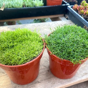 Irish & Scotch Moss Bundle - 4&quot; Pots - Live Plants - Fully Rooted