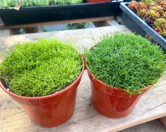 Lot de mousse irlandaise et écossaise - Pots de 4" - Plantes vivantes - Entièrement enracinées