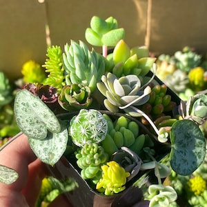 May include: A small black square pot filled with a variety of green succulents. The succulents are arranged in a cluster and include a cactus with white spines.