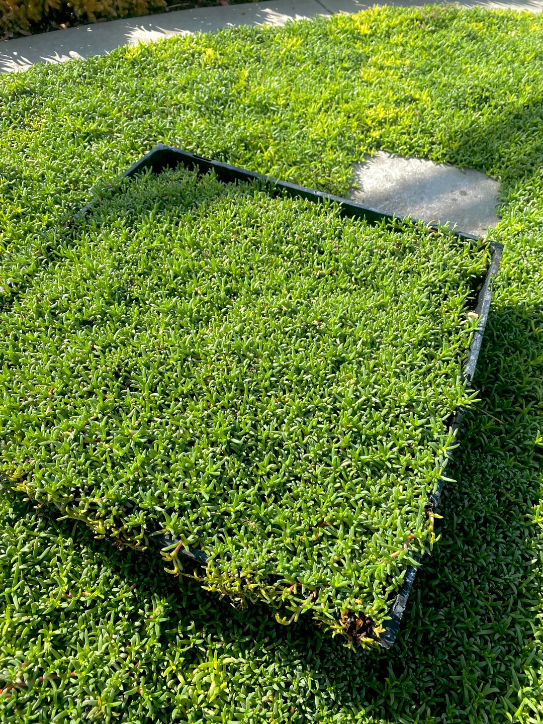 Ruschia Lineolata 'nana' Dwarf Carpet of Stars MUDFLAT PPAF Succulent