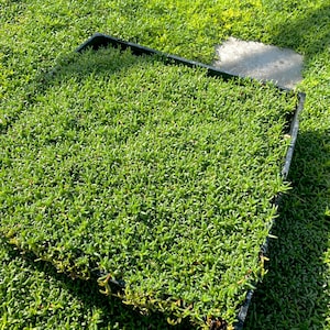 Ruschia Lineolata 'Nana' - Dwarf Carpet of Stars MUDFLAT - PPAF- Succulent Lawn Substitute