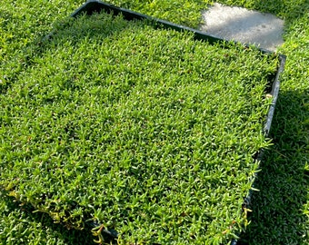 Ruschia Lineolata 'Nana' - Dwarf Carpet of Stars MUDFLAT - PPAF- Succulent Lawn Substitute