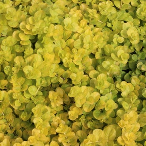 Moneywort Goldilocks - Creeping Jenny - Live Plant Quad