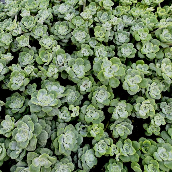 2" Cape Blanco Creeping Sedum - Sedum Sathulifolium