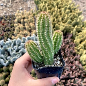 2&quot; Echinopsis spachiana - Torch Cactus