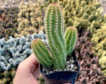 2" Echinopsis Spachiana - Torch Cactus - Etsy