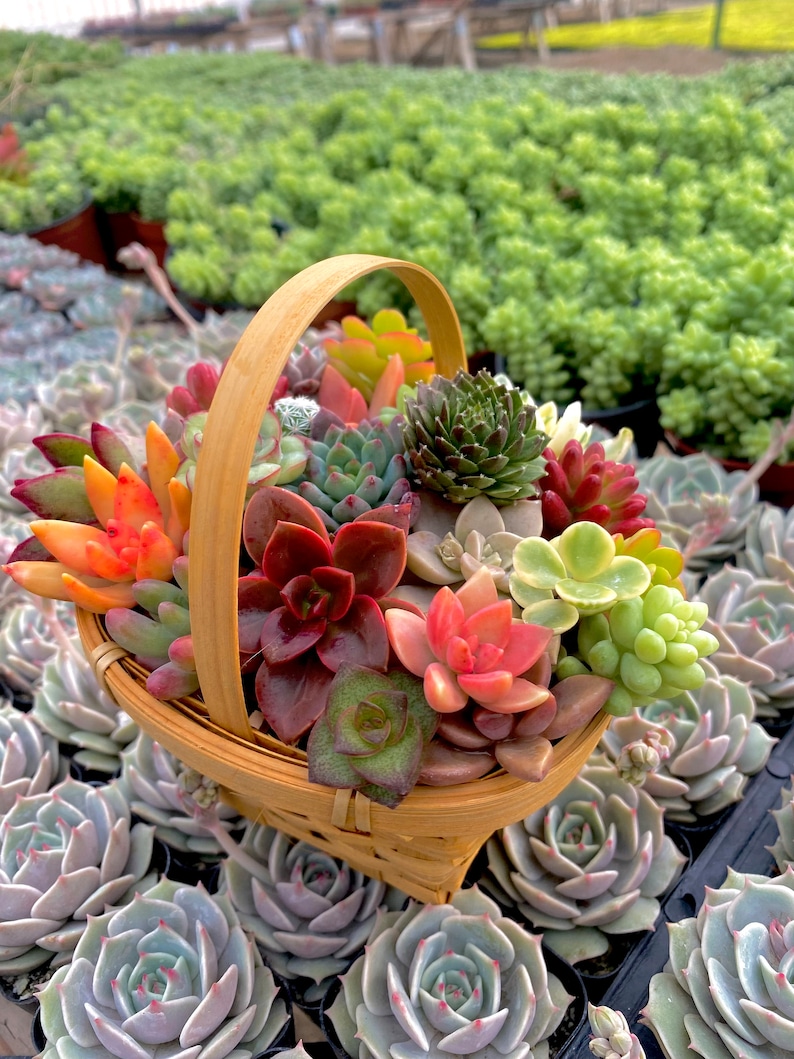 Succulent fairy
