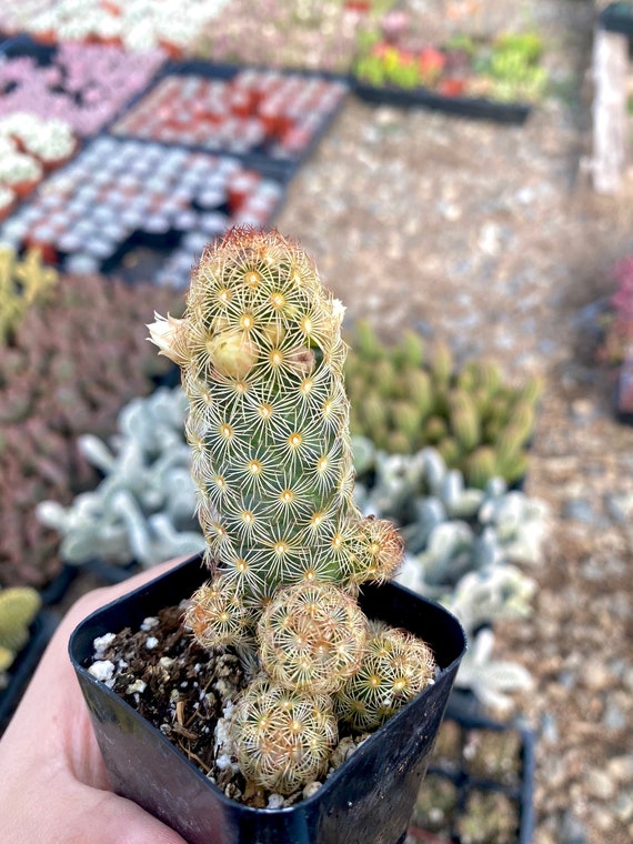 2" Mammillaria Elongata - Ladyfinger Cactus - Etsy Schweiz