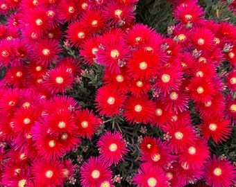 Red Trailing Iceplant Plugs